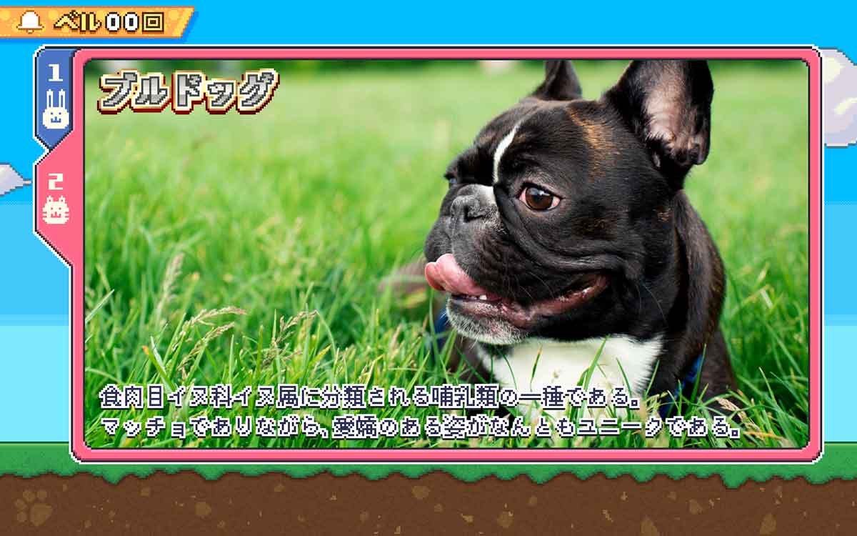 アニマルスロット ドッチ　REG　実写ブルドッグ
