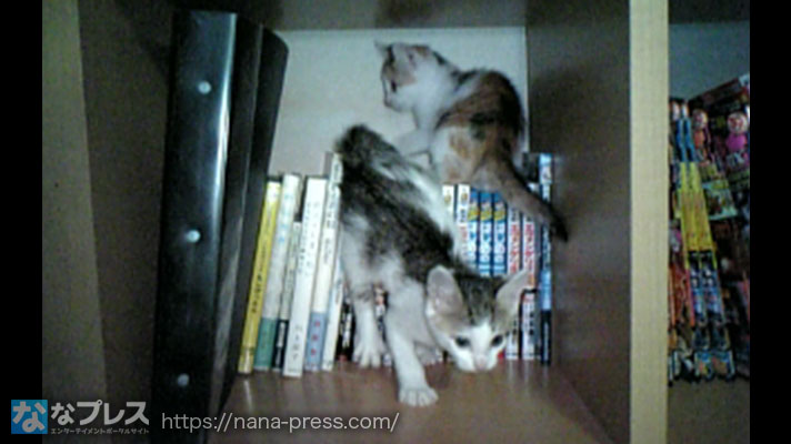 ガリぞう収支日記#168　本棚に上る子猫2匹